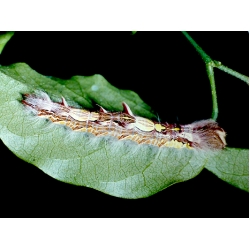 Morpho peleides (helenor)  10 larvae 